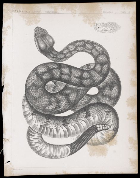 Reptiles -- Plate II