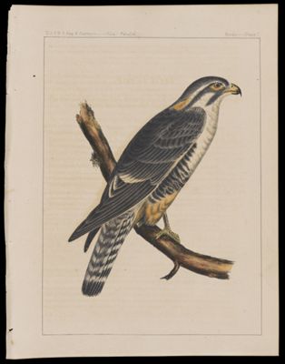 Birds -- Plate I