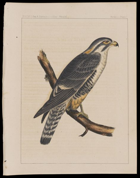 Birds -- Plate I
