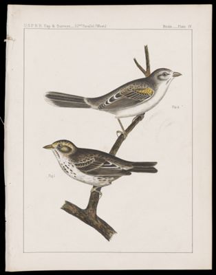 Birds -- Plate IV