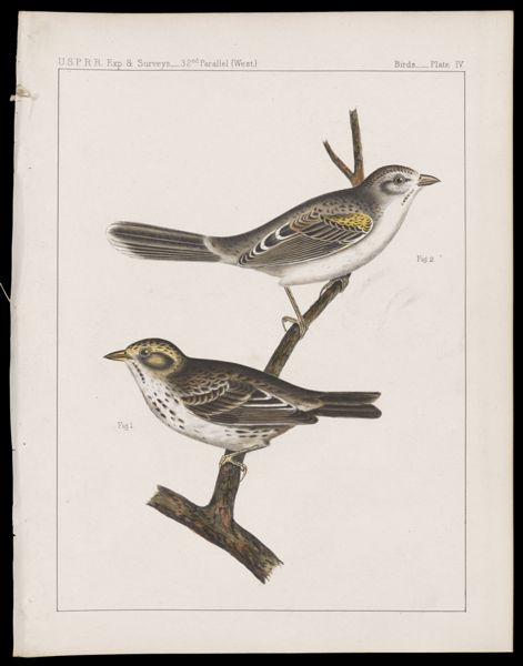 Birds -- Plate IV