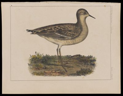 Birds -- Plate VI