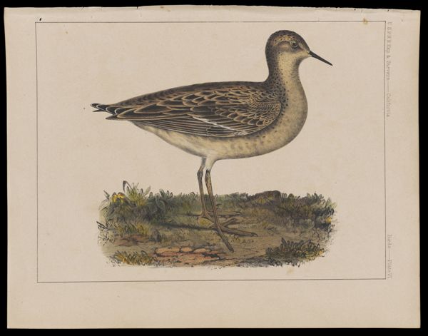 Birds -- Plate VI
