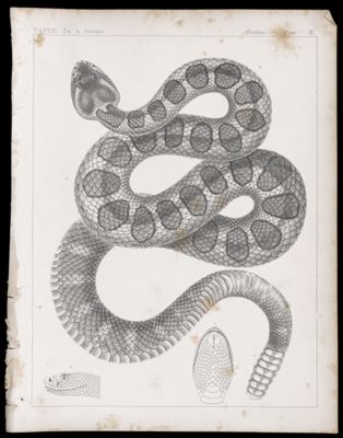 Reptiles -- Plate XI