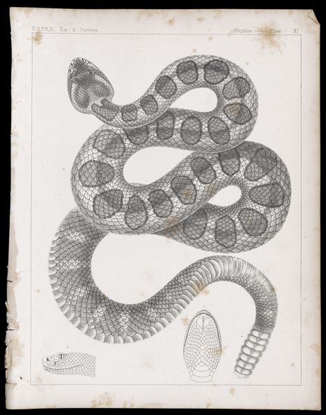 Reptiles -- Plate XI