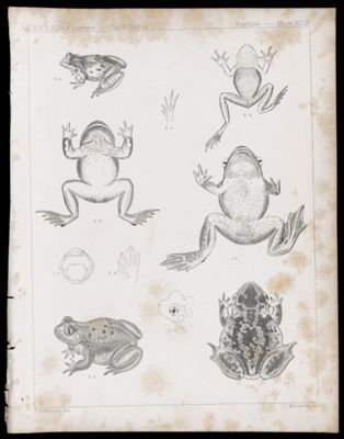 Reptiles -- Plate XXVIII