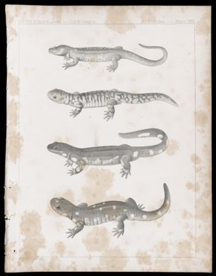 Reptiles -- Plate XXX