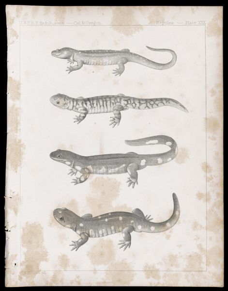 Reptiles -- Plate XXX