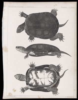 Reptiles -- Plate I
