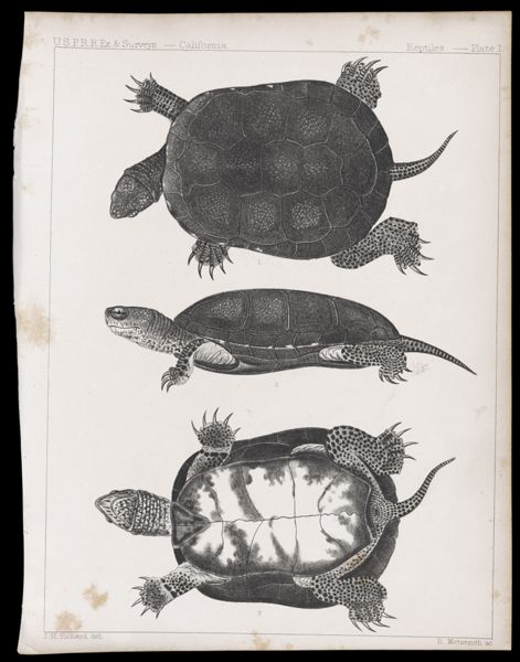 Reptiles -- Plate I