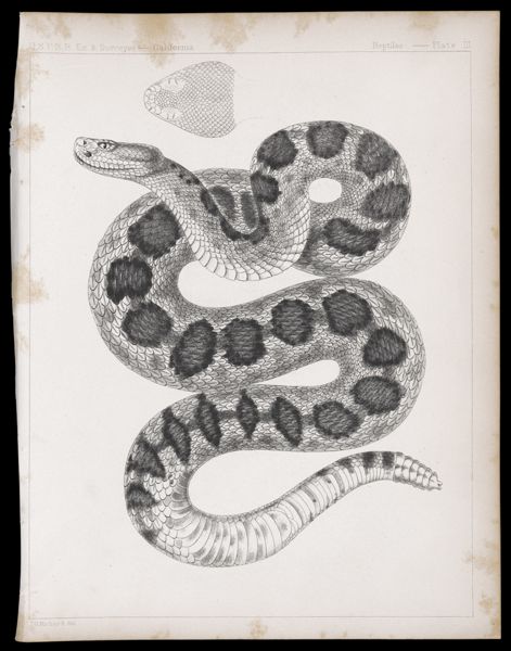 Reptiles -- Plate III