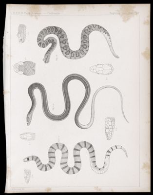 Reptiles -- Plate IV