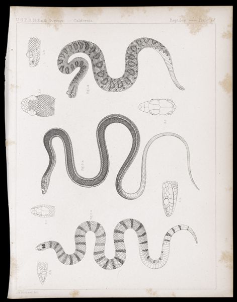 Reptiles -- Plate IV