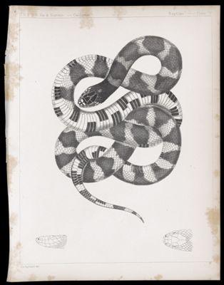 Reptiles -- Plate V
