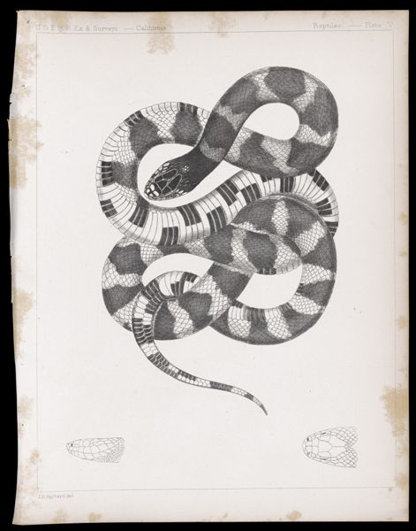 Reptiles -- Plate V