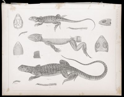 Reptiles -- Plate VII