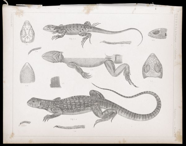 Reptiles -- Plate VII