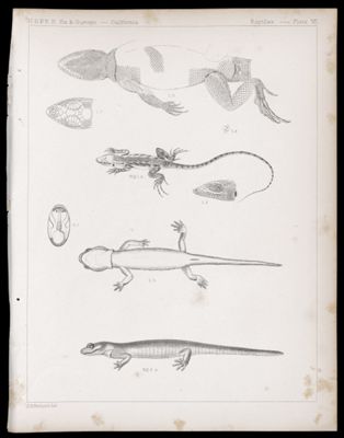 Reptiles -- Plate VII