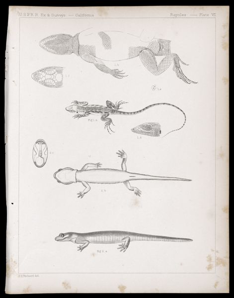 Reptiles -- Plate VII