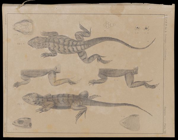 Reptiles -- Plate VIII