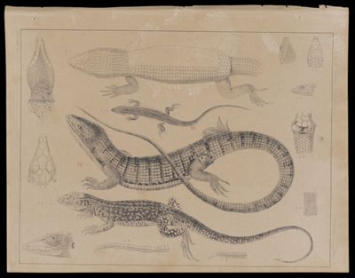Reptiles -- Plate IX