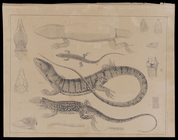 Reptiles -- Plate IX