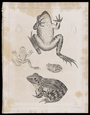 Reptiles -- Plate X