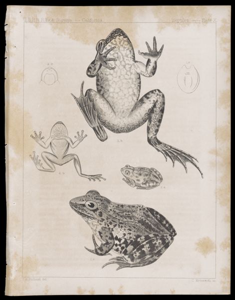 Reptiles -- Plate X