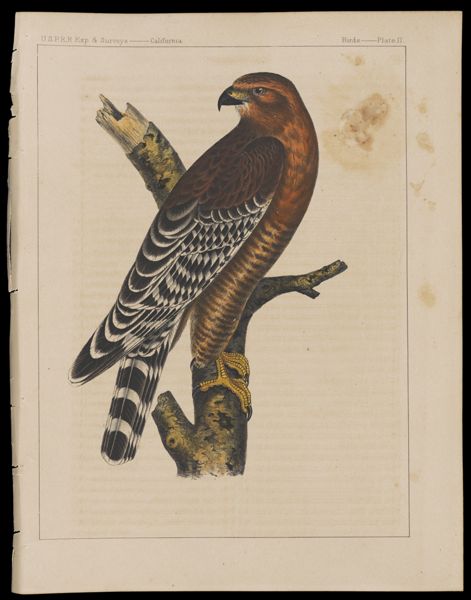 Birds -- Plate II