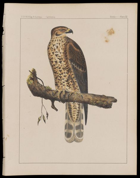 Birds -- Plate III