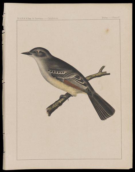 Birds -- Plate V