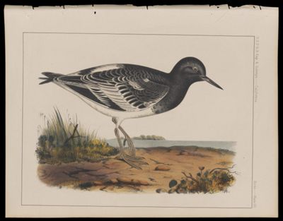 Birds -- Plate VII