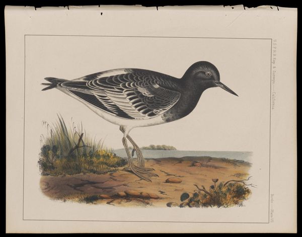 Birds -- Plate VII