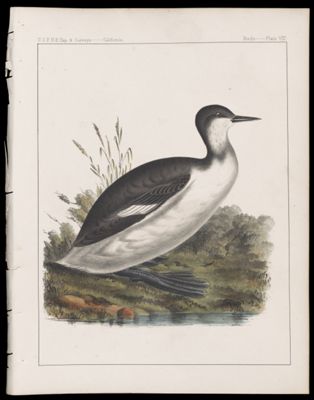 Birds -- Plate VIII