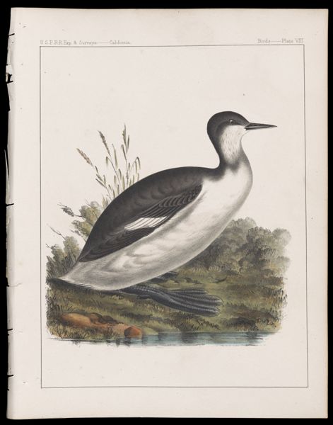Birds -- Plate VIII