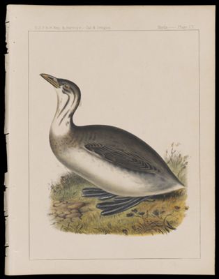 Birds -- Plate IX
