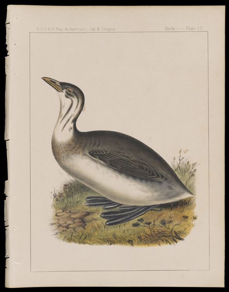 Birds -- Plate IX