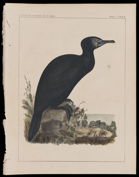 Birds -- Plate X