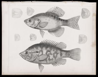 Fishes -- Plate II