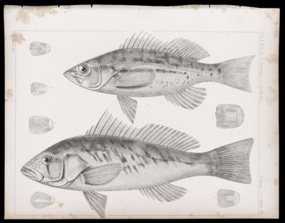 Fishes -- Plate XII