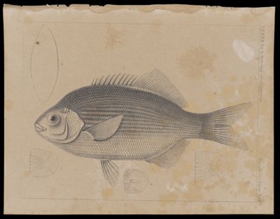 Fishes -- Plate XXXI