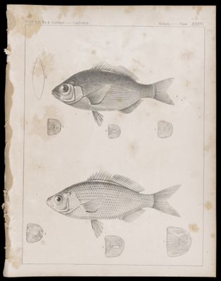Fishes -- Plate XXXVI
