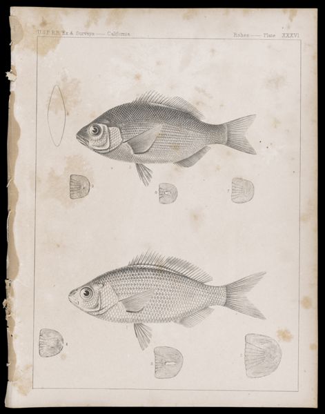 Fishes -- Plate XXXVI