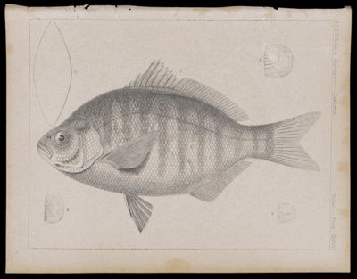 Fishes -- Plate XXXVIII