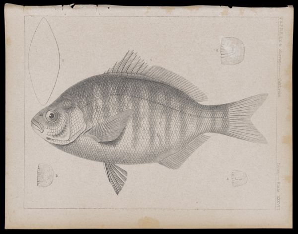 Fishes -- Plate XXXVIII