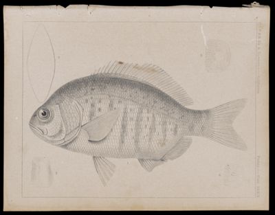Fishes -- Plate XXXIX