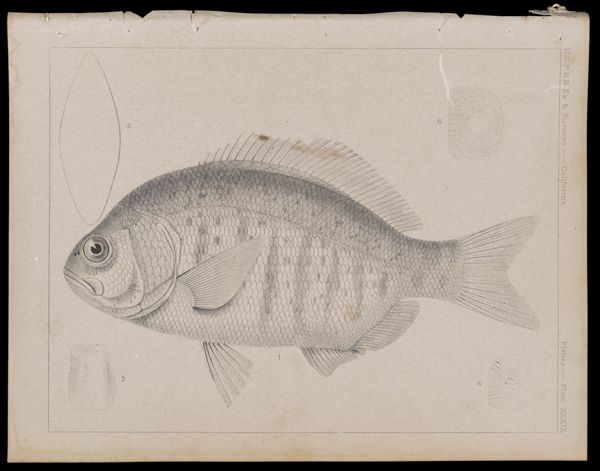 Fishes -- Plate XXXIX