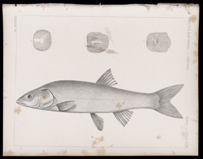 Fishes -- Plate XLVII