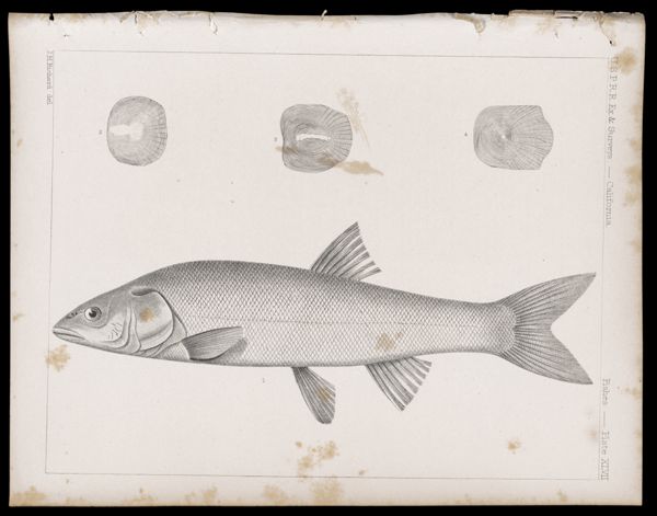 Fishes -- Plate XLVII