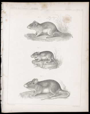 Mammals -- Plate VIII